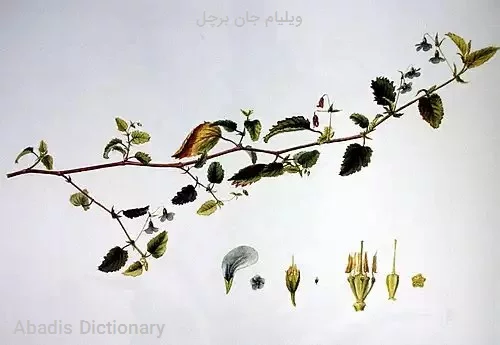 ویلیام جان برچل